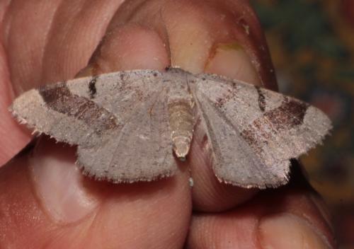 Itame vincularia